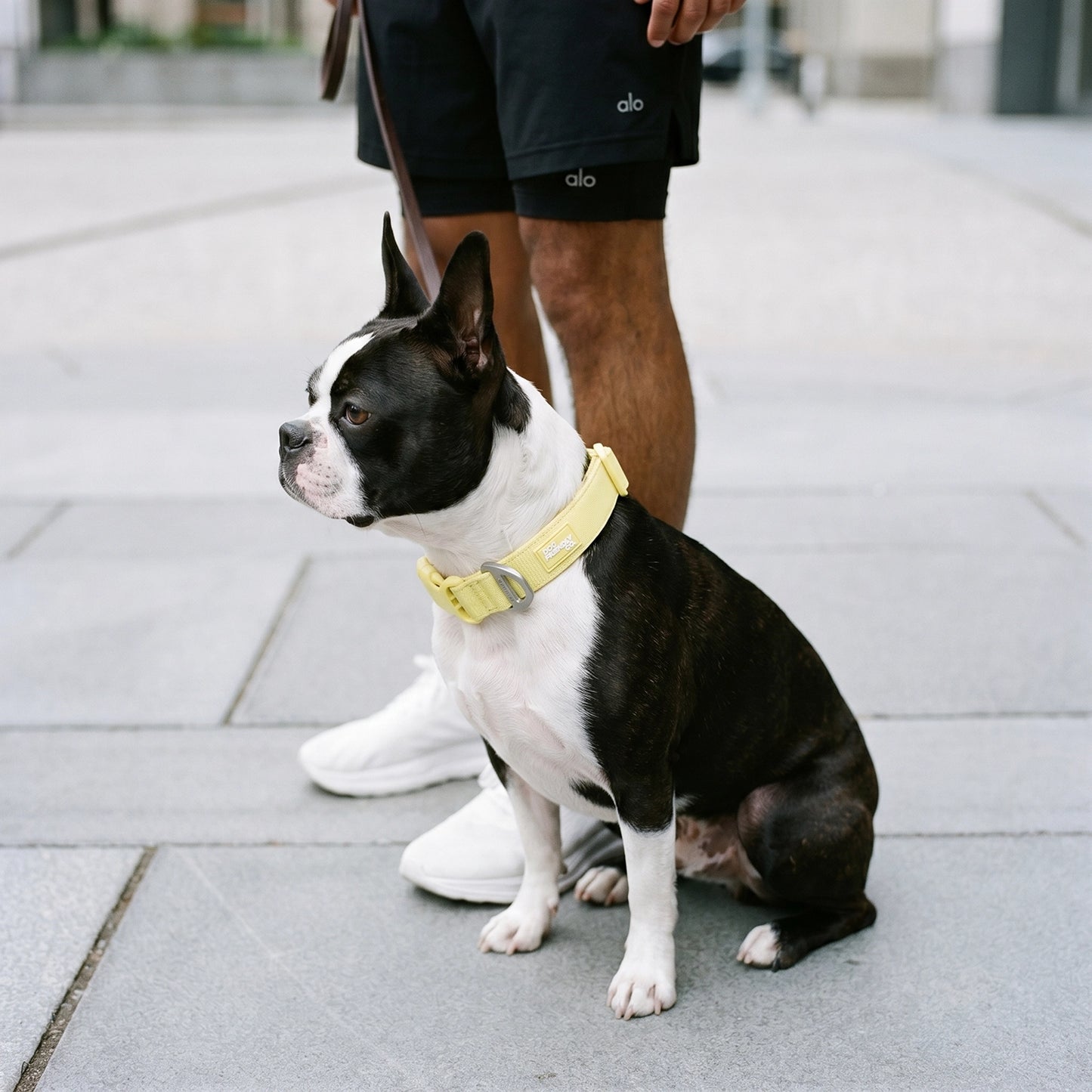 Essentials Collar - Yellow