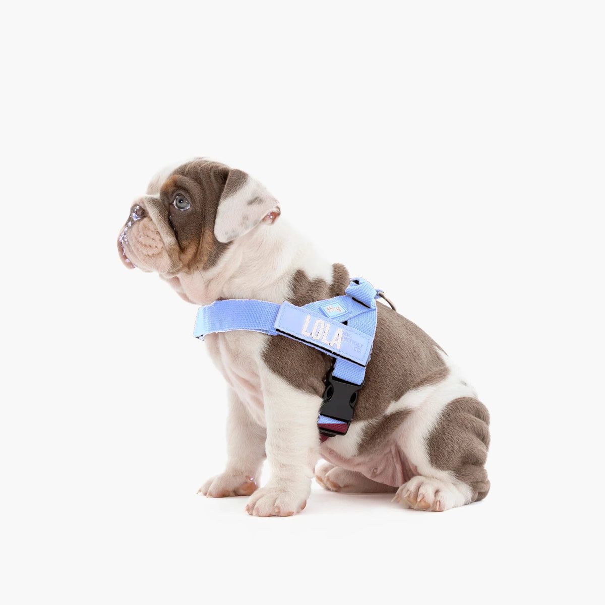 Bulldog puppy in the Air harness with the name LOLA