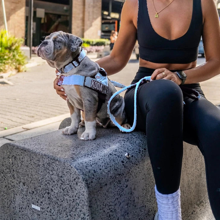 Merle puppy in the Air harness with the name KODA, on the bungee leash, sitting on a bench beside its owner