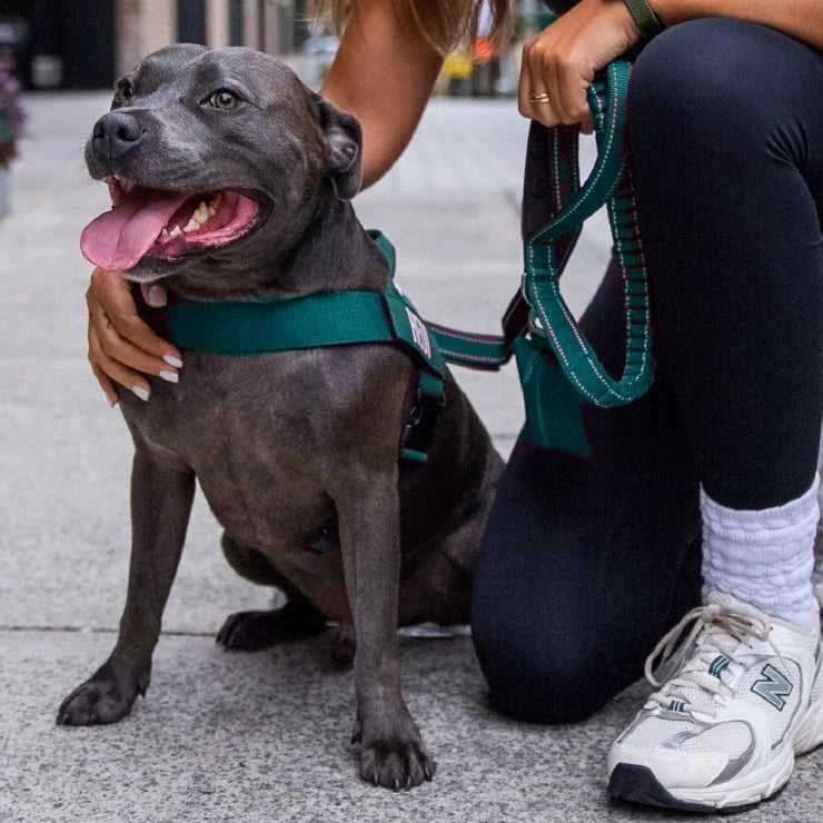 Smiling Staffy in the Forest harness and bungee leash, held by its owner on a street