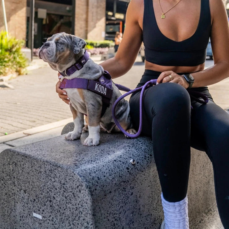 Merle puppy in the Indigo harness with the name KODA, on the bungee leash, sitting on a bench beside its owner