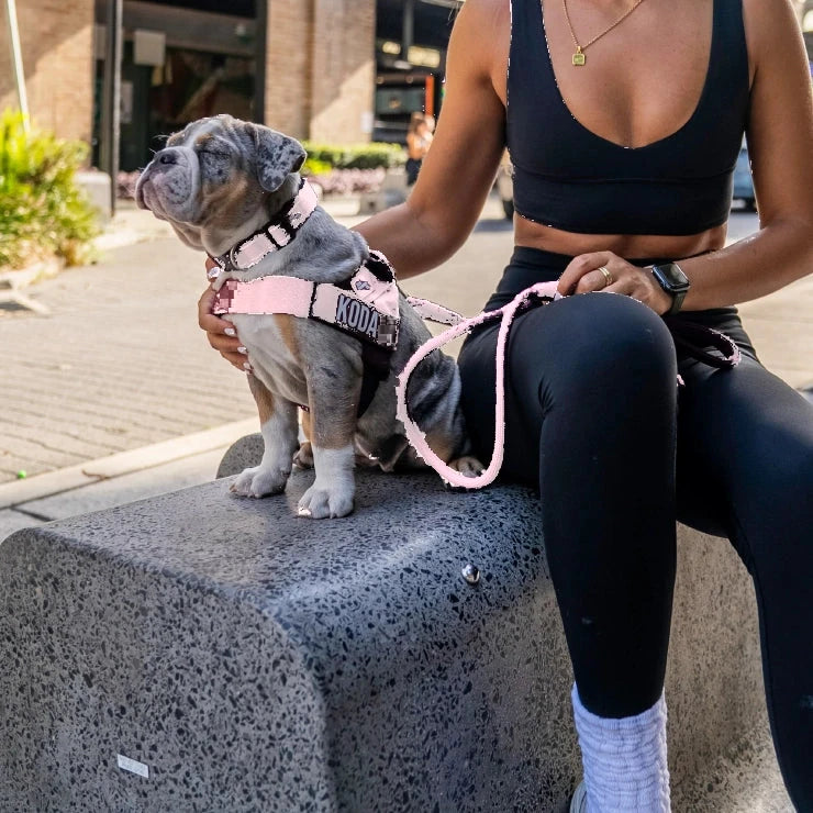 Merle puppy in the Sakura harness with the name KODA, on the bungee leash, sitting on a bench beside its owner