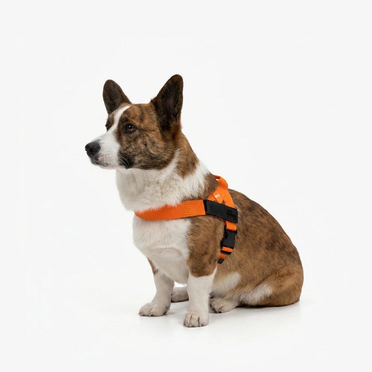 Personalised Dog Harness - Orange