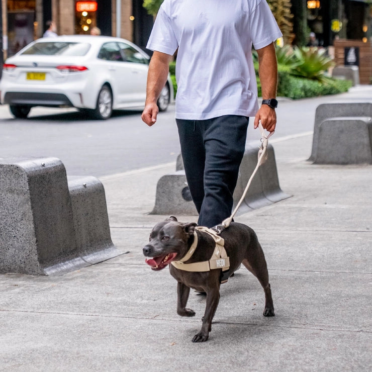 Personalised Dog Harness - Brown