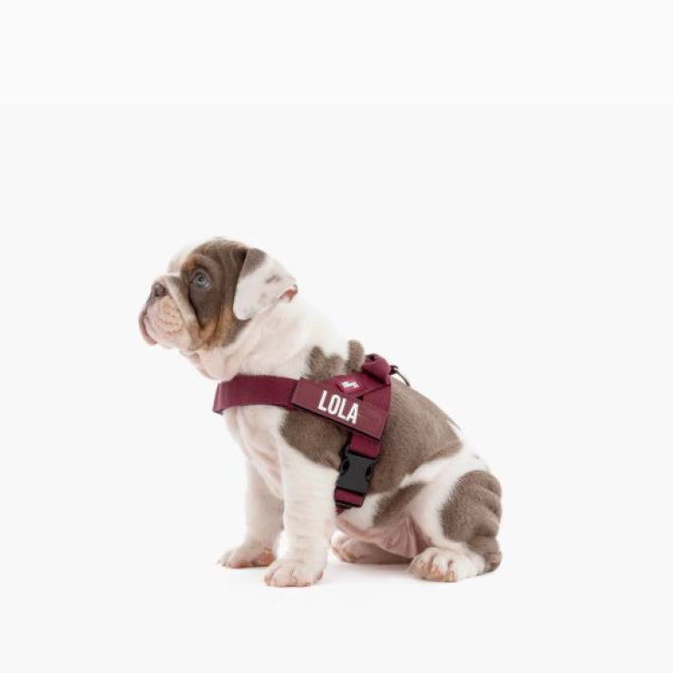 Personalised Dog Harness - Burgundy