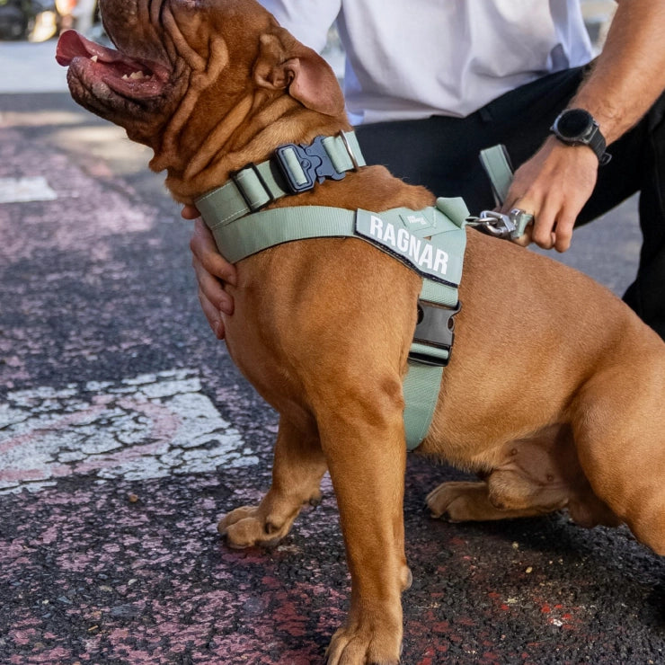 Personalised Dog Harness - Khaki