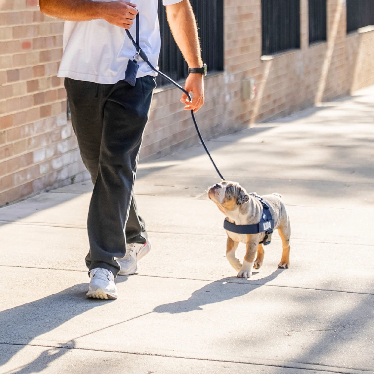 Personalised Dog Harness