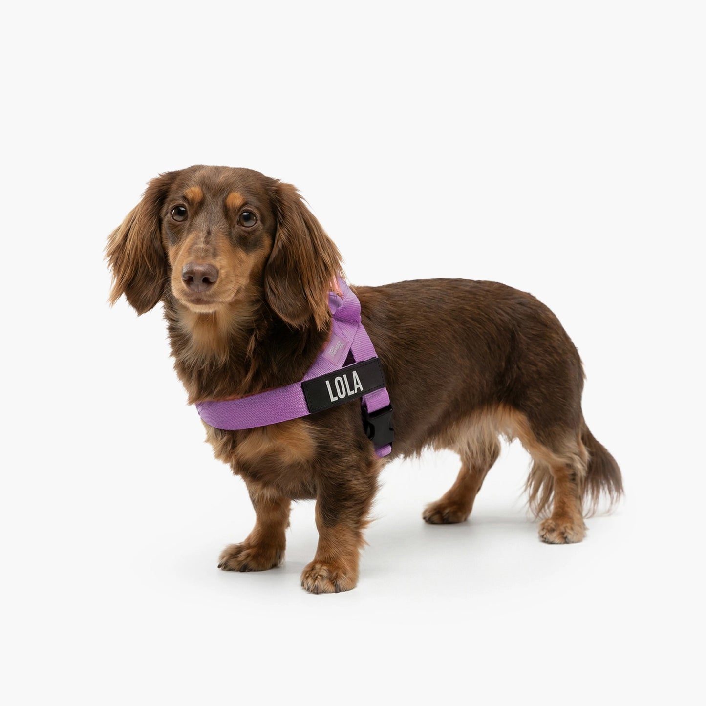 Personalised Dog Harness