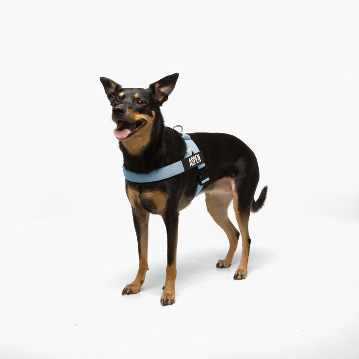 Personalised Dog Harness - Sky Blue