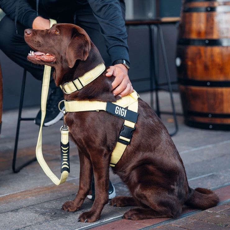 Personalised Dog Harness - Yellow