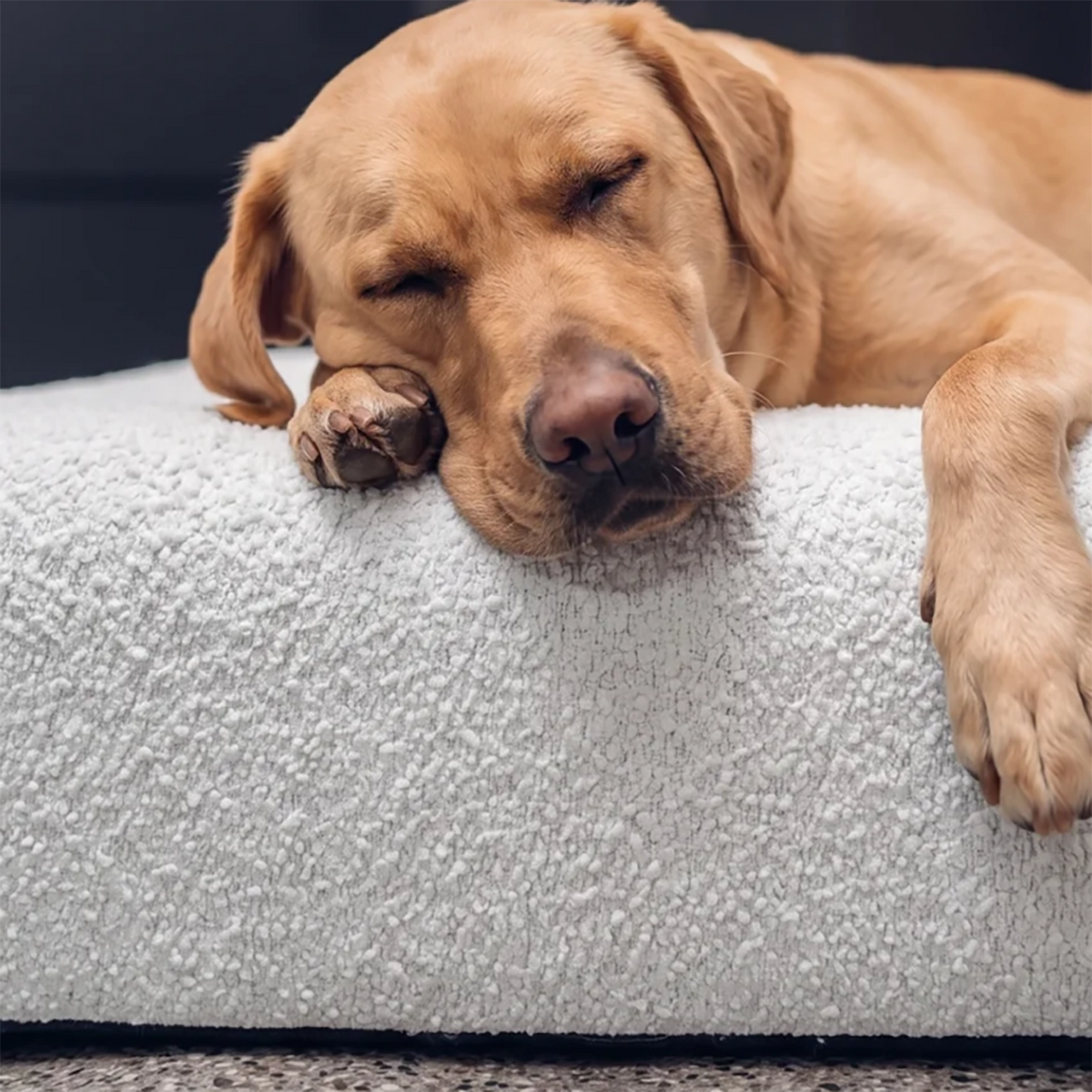 Dog resting on a grey bouclé dog bed.