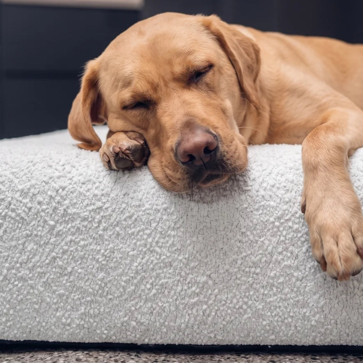 Dog resting comfortably on the Grey Bouclé Premium Orthopedic Memory Foam Dog Bed.