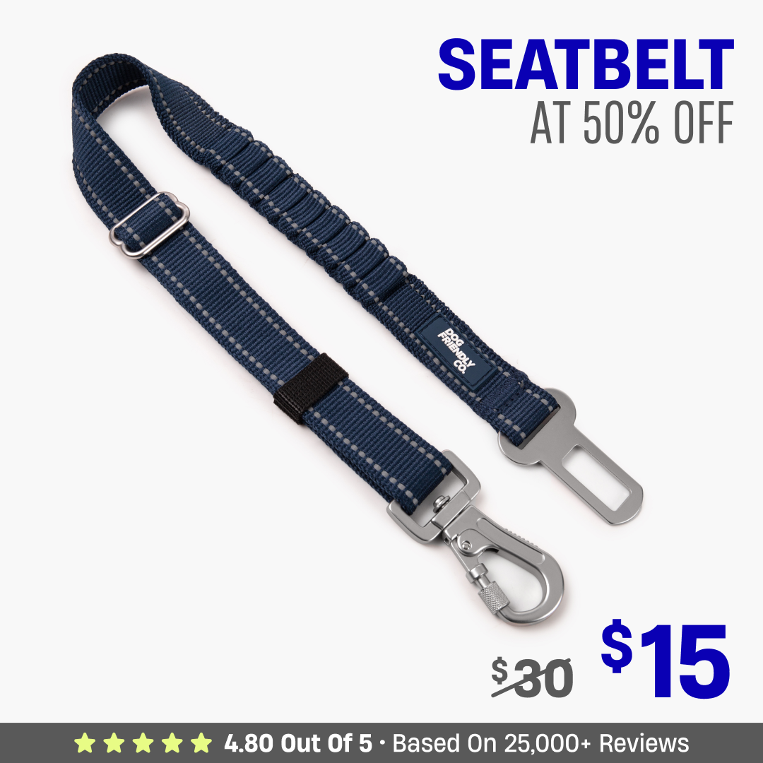 Dog Seat Belt
