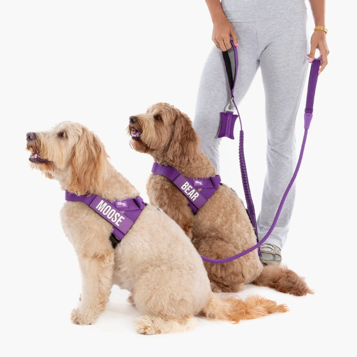 Two doodles in Indigo harnesses with the names MOOSE and BEAR, their owner holding the bungee leash and poop bag holder