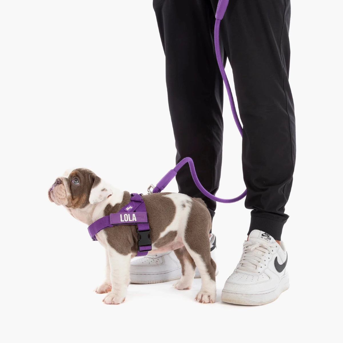 Bulldog puppy in the Indigo harness with the name LOLA, on the bungee leash