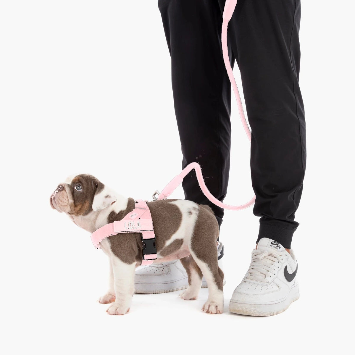 Bulldog puppy in the Sakura harness with the name LOLA, on the bungee leash