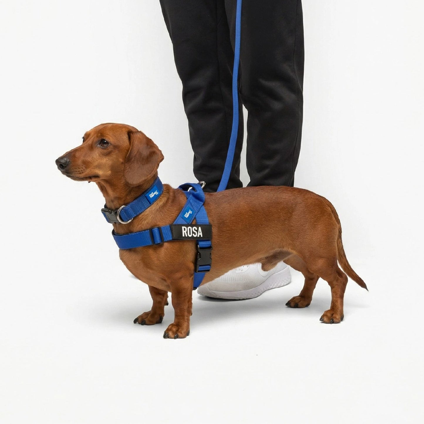 Signature Kit - Classic Blue