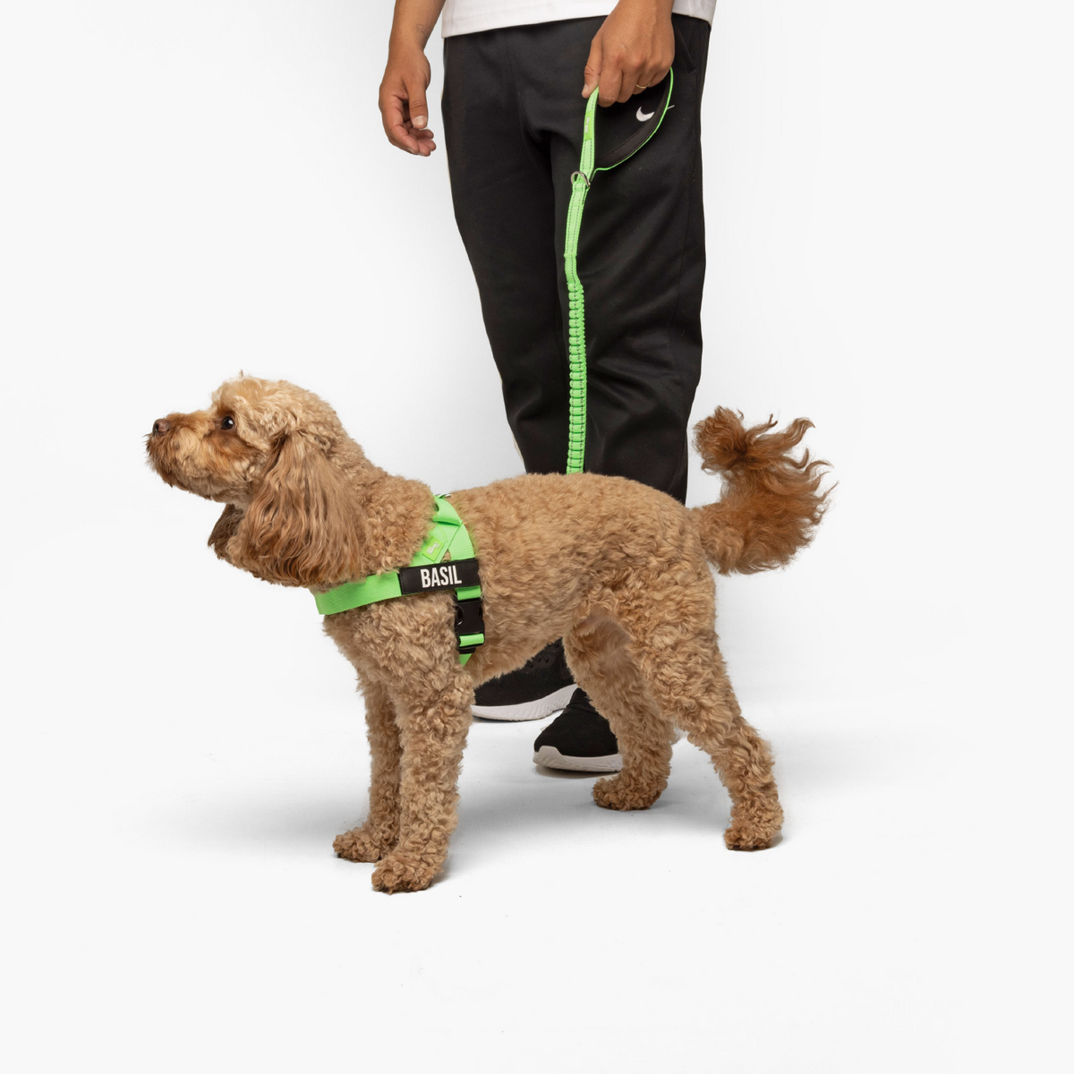 Small curly-coated dog standing on a white background in the neon green Dog Friendly Co. harness, led on the matching green bungee leash