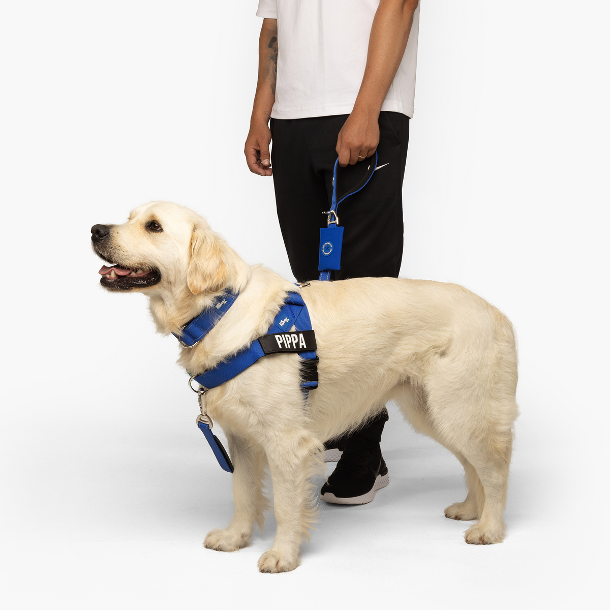 Dog wearing a classic blue ultimate-no-pull bundle