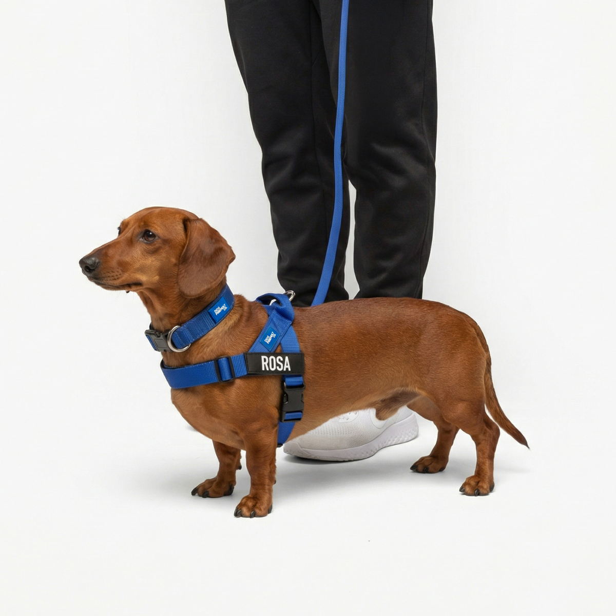 Dog wearing a classic blue ultimate-no-pull bundle
