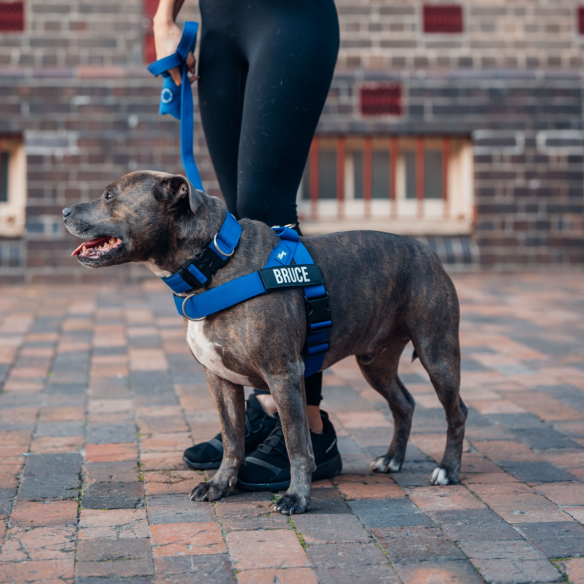 Dog wearing a classic blue ultimate-no-pull bundle while outdoor