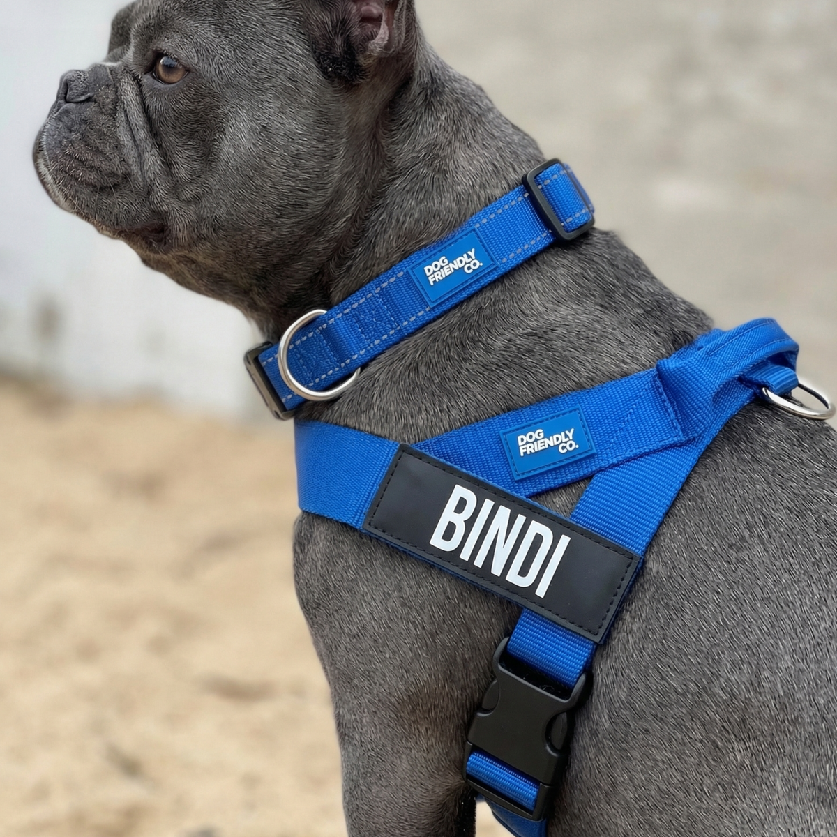 Dog wearing a classic blue ultimate-no-pull bundle while outdoor