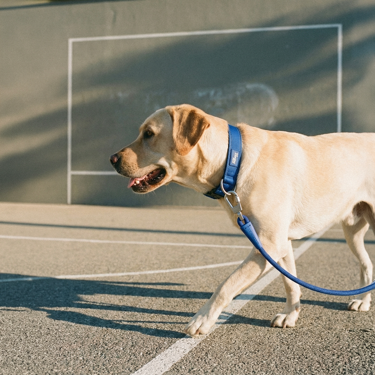 Dog wearing a classic blue ultimate-no-pull bundle while outdoor