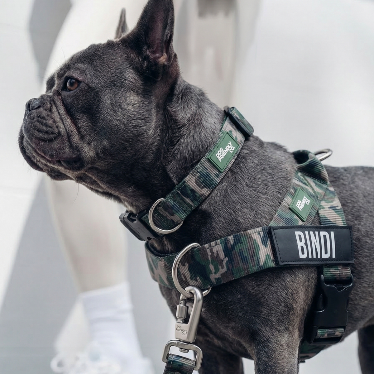 Dog wearing green camo ultimate-no-pull bundle while outdoor