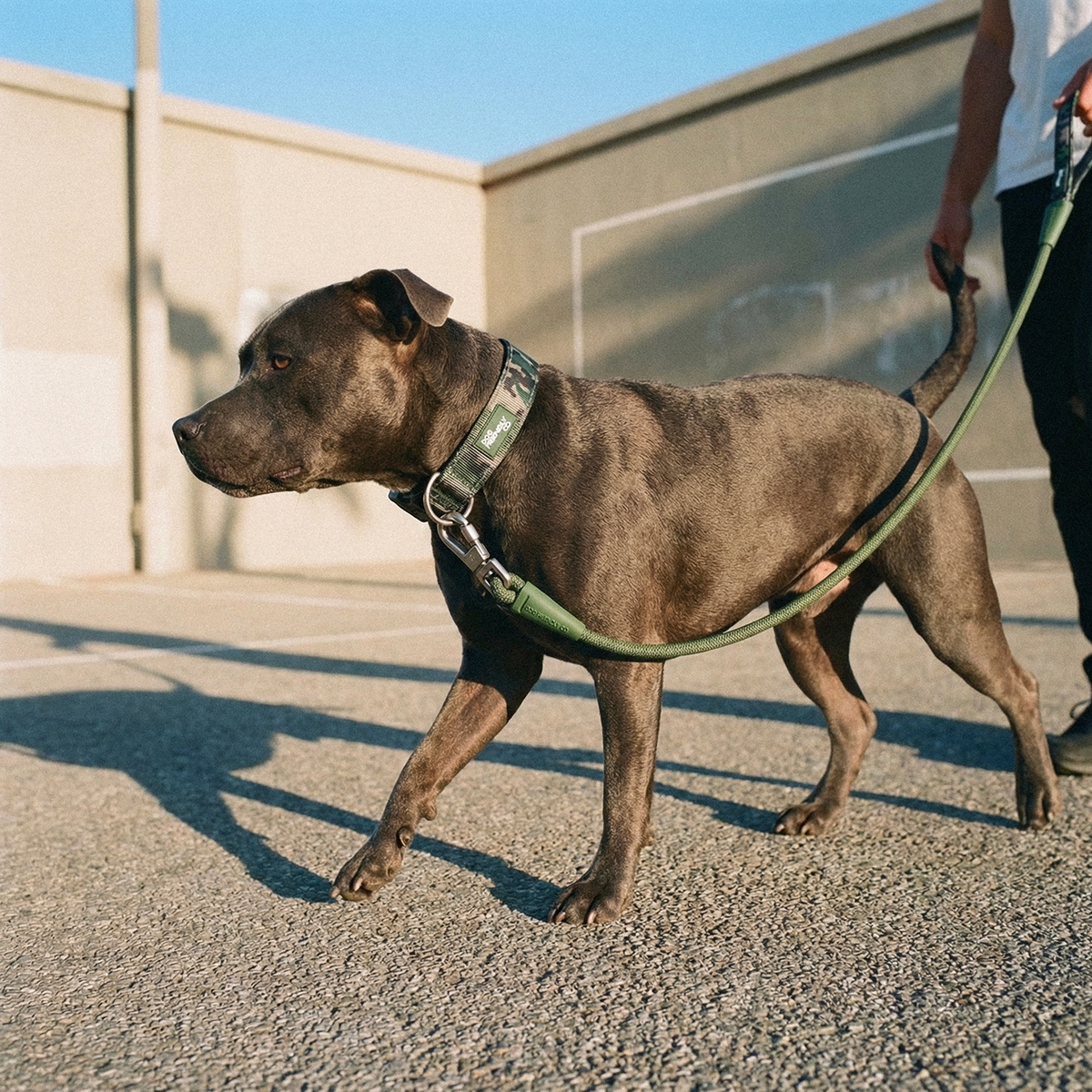 Dog wearing green camo ultimate-no-pull bundle while outdoor