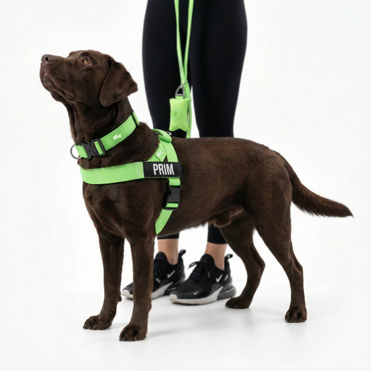 Dog wearing a neon green ultimate-no-pull bundle
