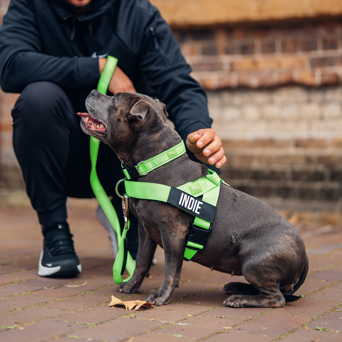 Dog wearing a neon green ultimate-no-pull bundle while outdoor