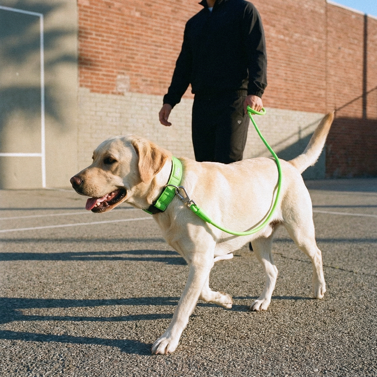Dog wearing a neon green ultimate-no-pull bundle while outdoor