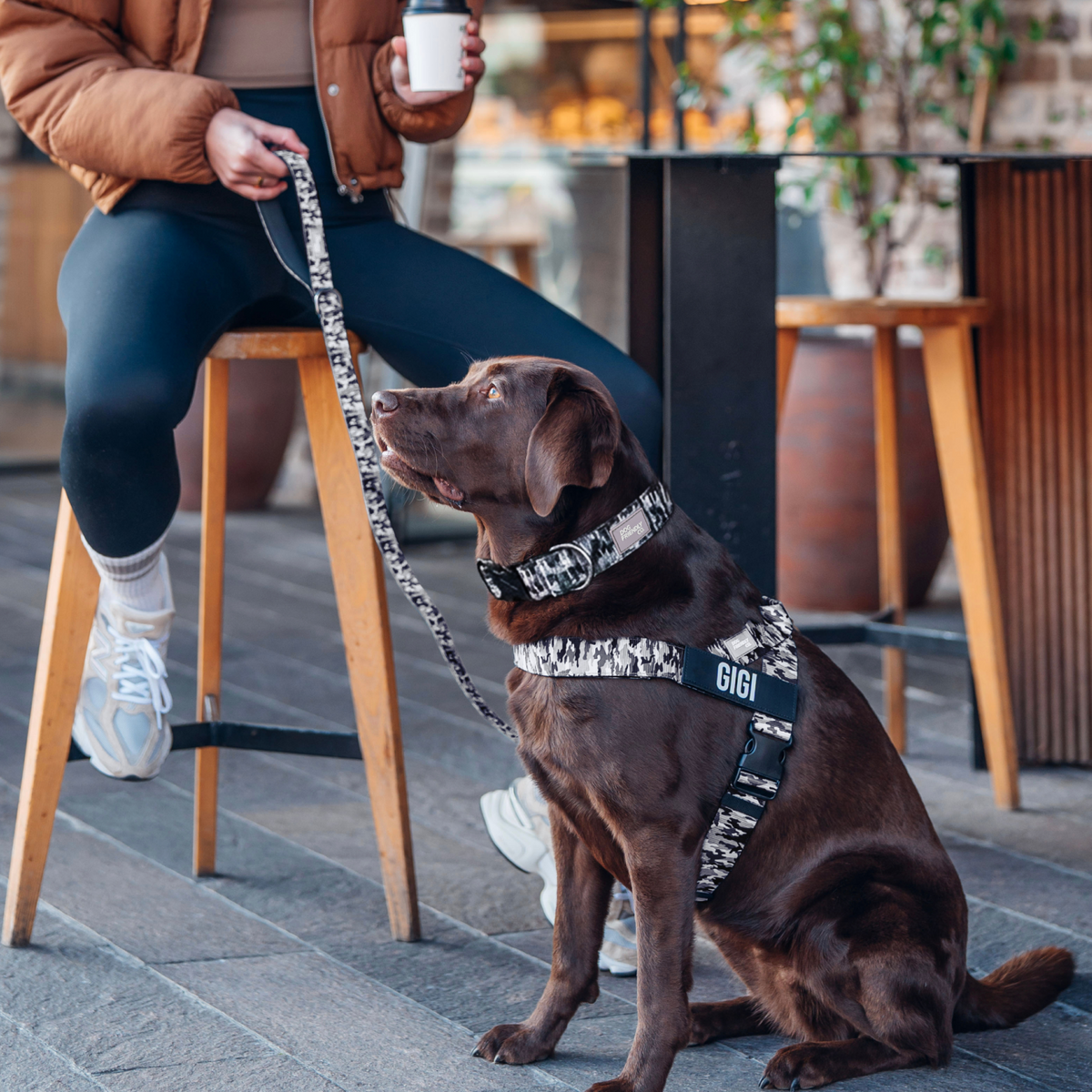 Dog wearing grey camo ultimate-no-pull bundle while outdoor