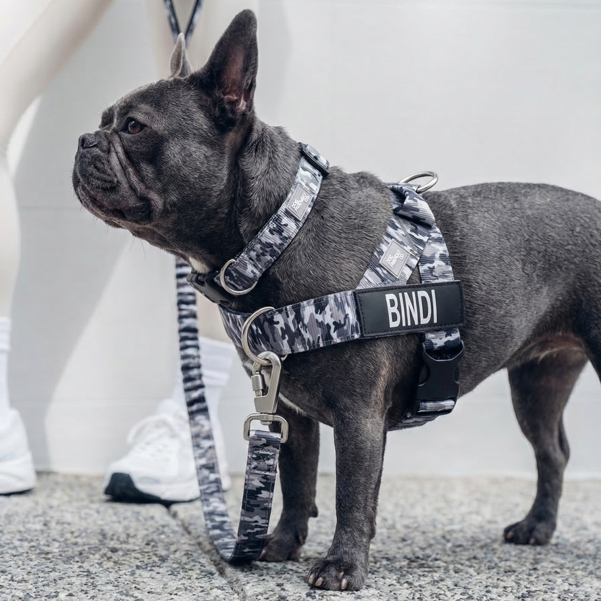 Dog wearing grey camo ultimate-no-pull bundle while outdoor