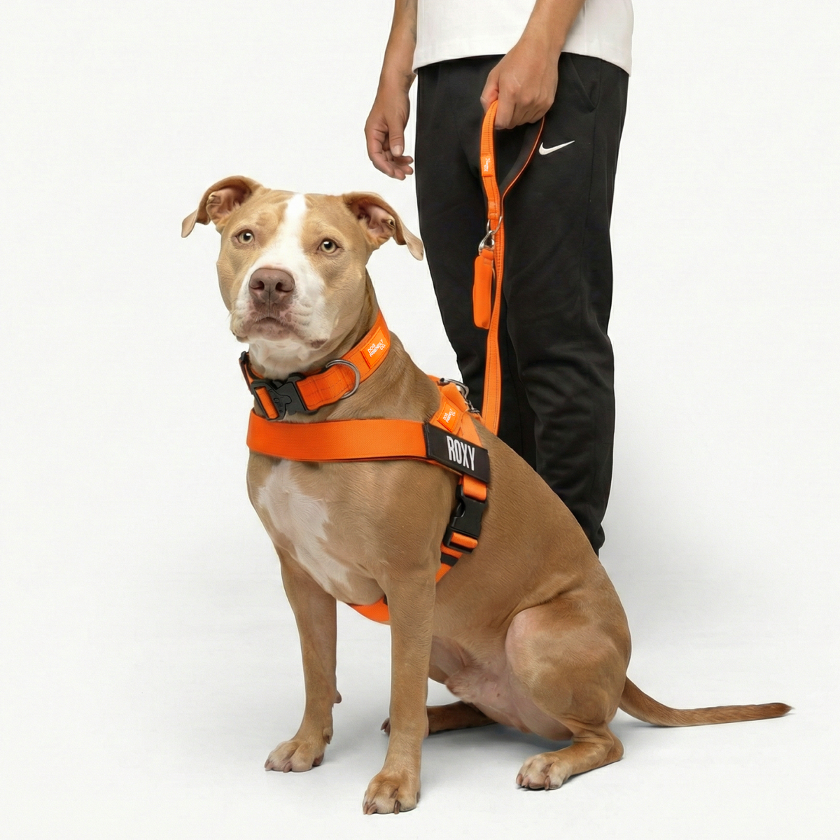 Dog wearing orange ultimate-no-pull bundle