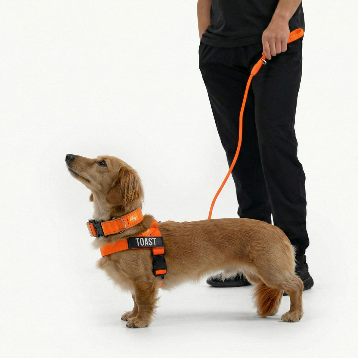 Dog wearing orange ultimate-no-pull bundle