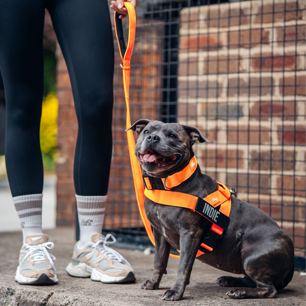 Dog wearing orange ultimate-no-pull bundle