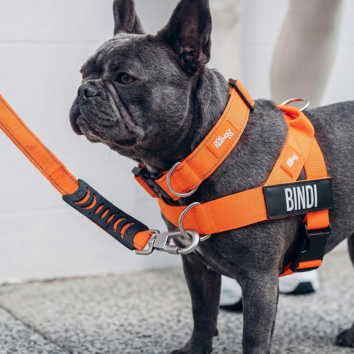 Dog wearing orange ultimate-no-pull bundle while outdoor