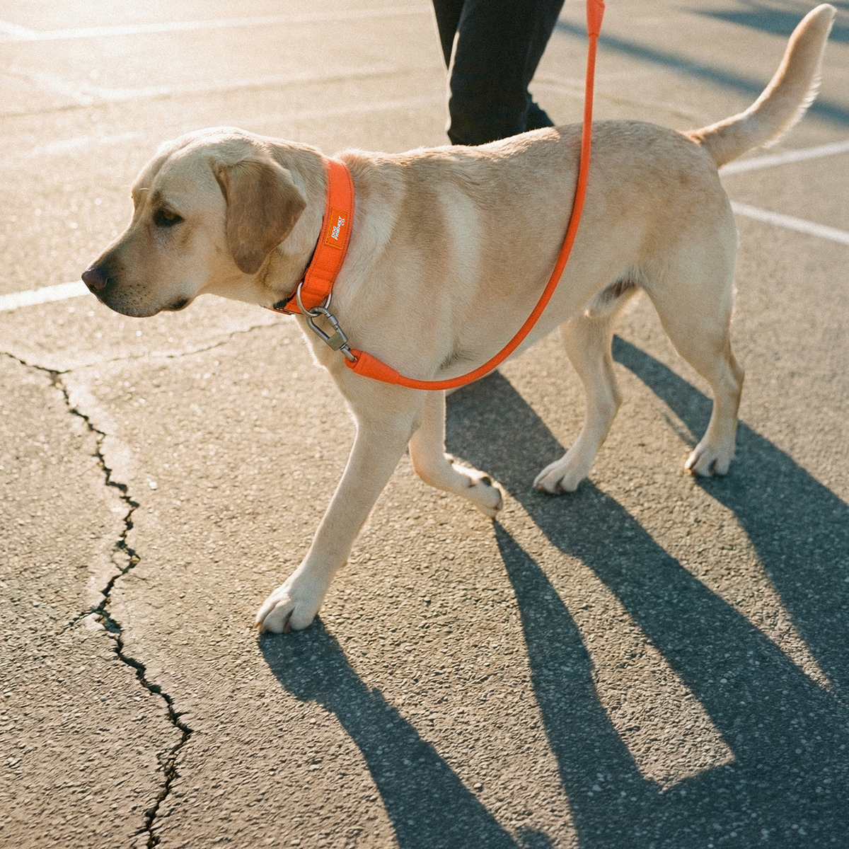 Dog wearing orange ultimate-no-pull bundle while outdoor