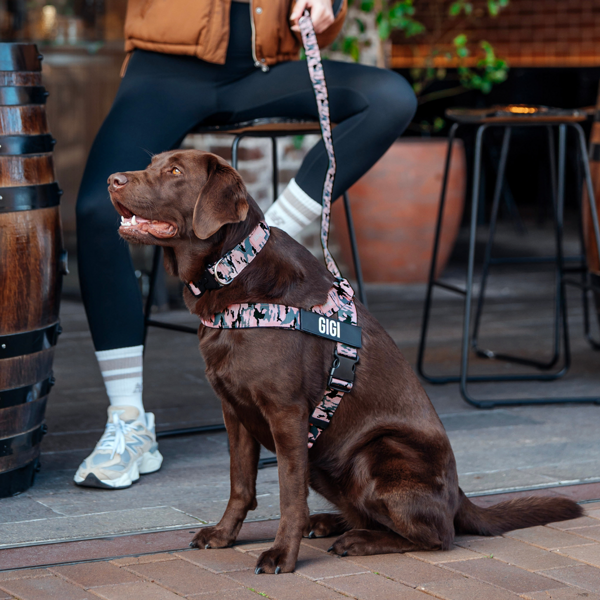 Dog wearing pink camo ultimate-no-pull bundle while outdoor