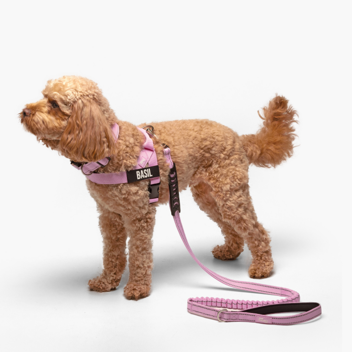 Dog wearing a pink ultimate-no-pull bundle