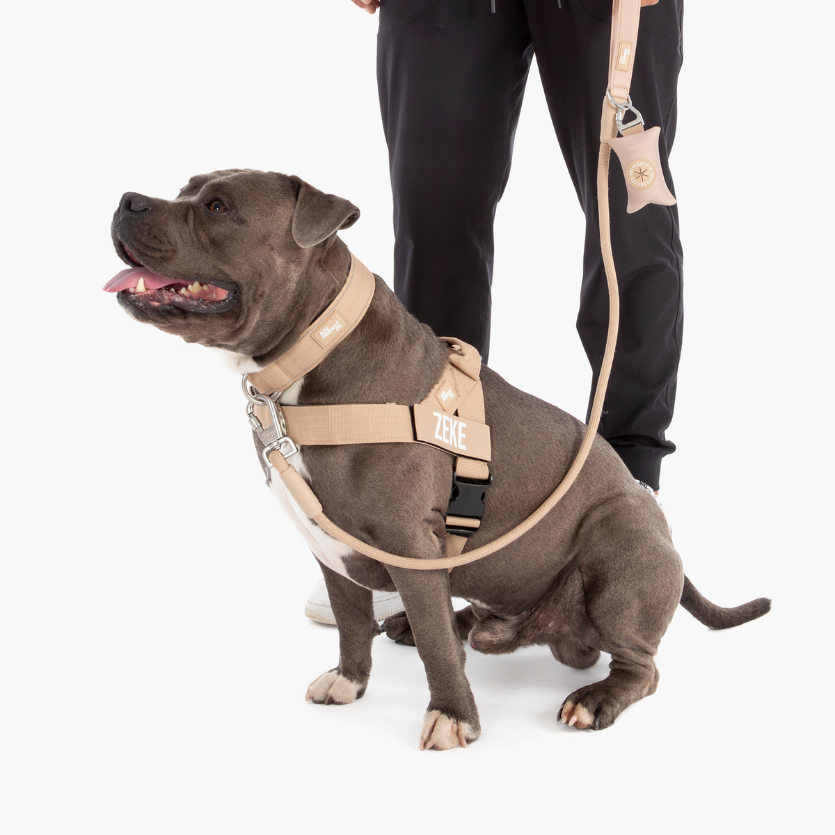 Dog wearing brown ultimate-no-pull bundle