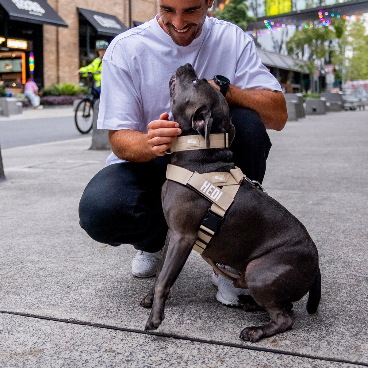 Dog wearing brown ultimate-no-pull bundle while outdoor