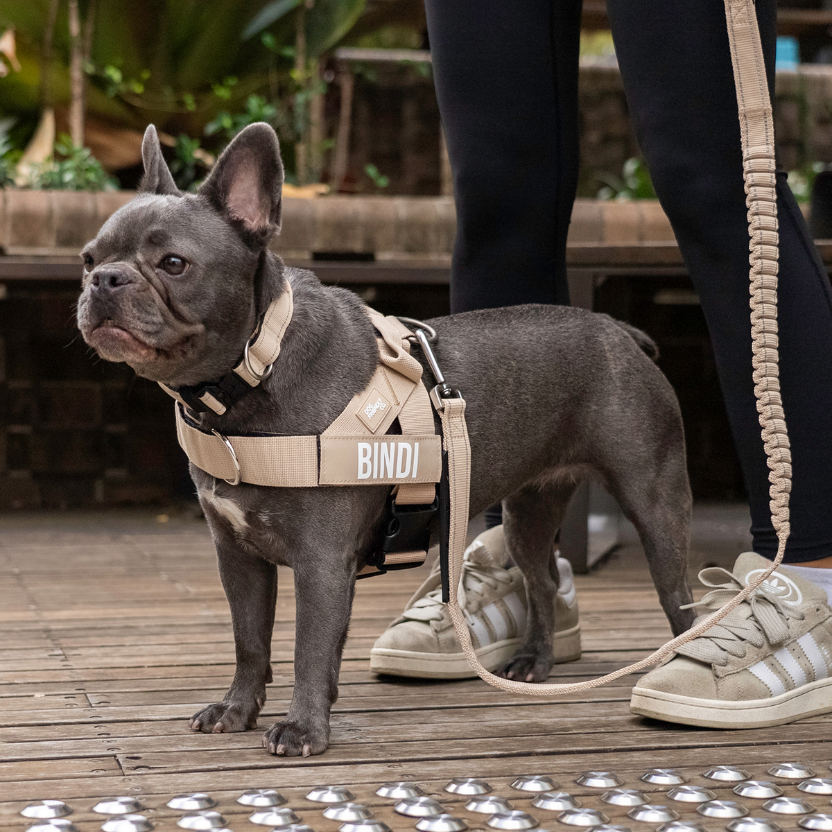 Dog wearing brown ultimate-no-pull bundle while outdoor