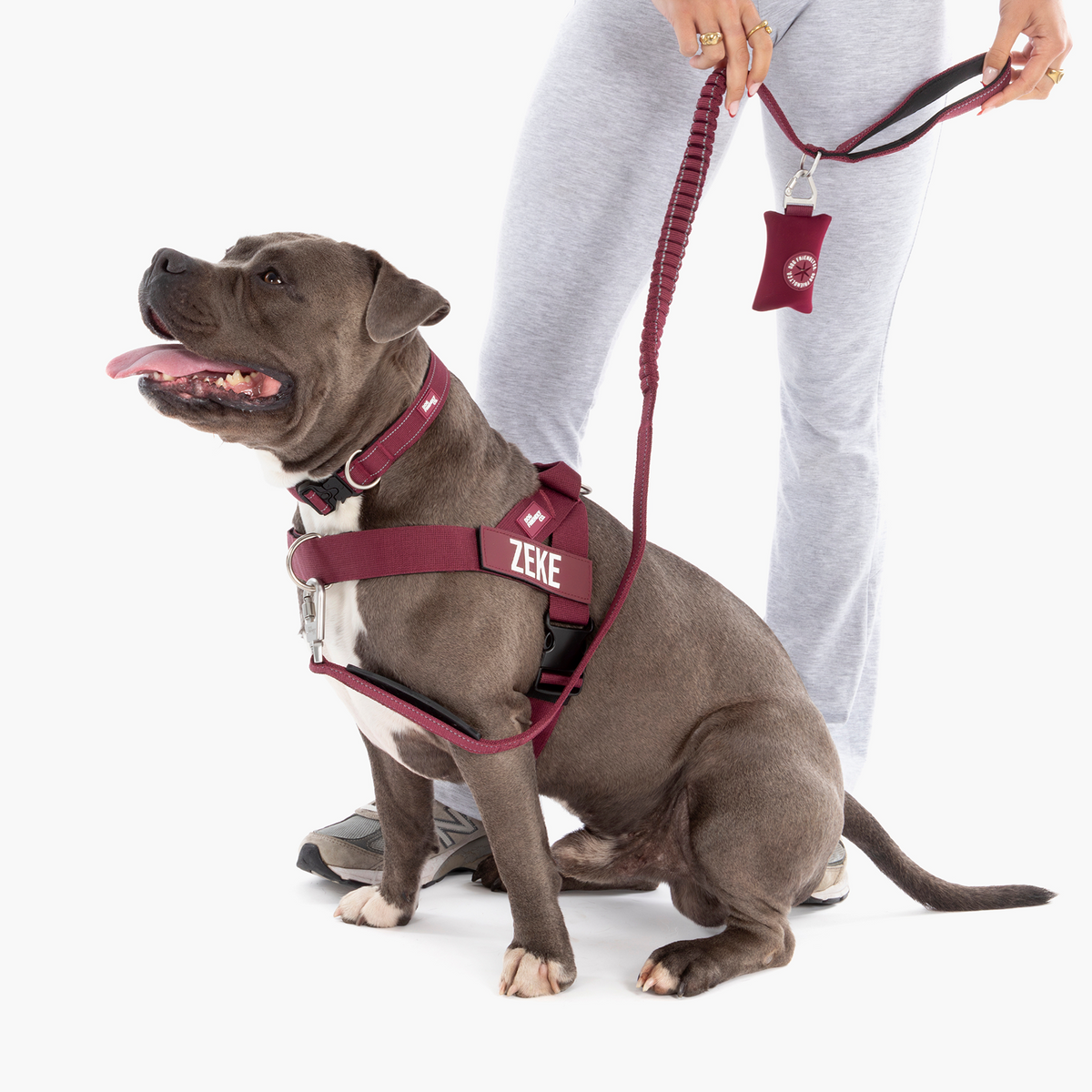 Dog wearing burgundy ultimate-no-pull bundle