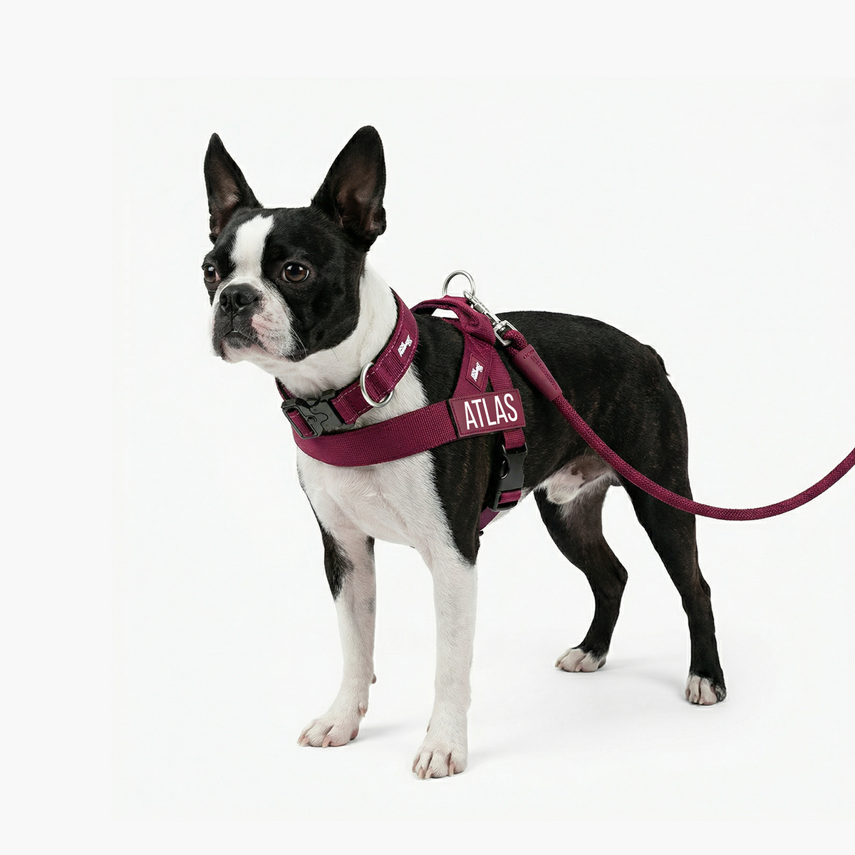 Dog wearing burgundy ultimate-no-pull bundle
