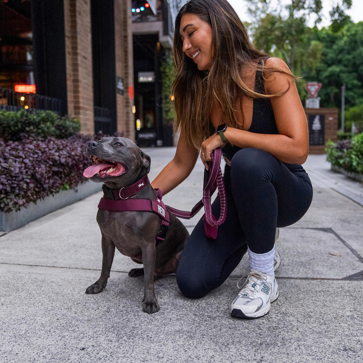 Dog wearing burgundy ultimate-no-pull bundle while outdoor