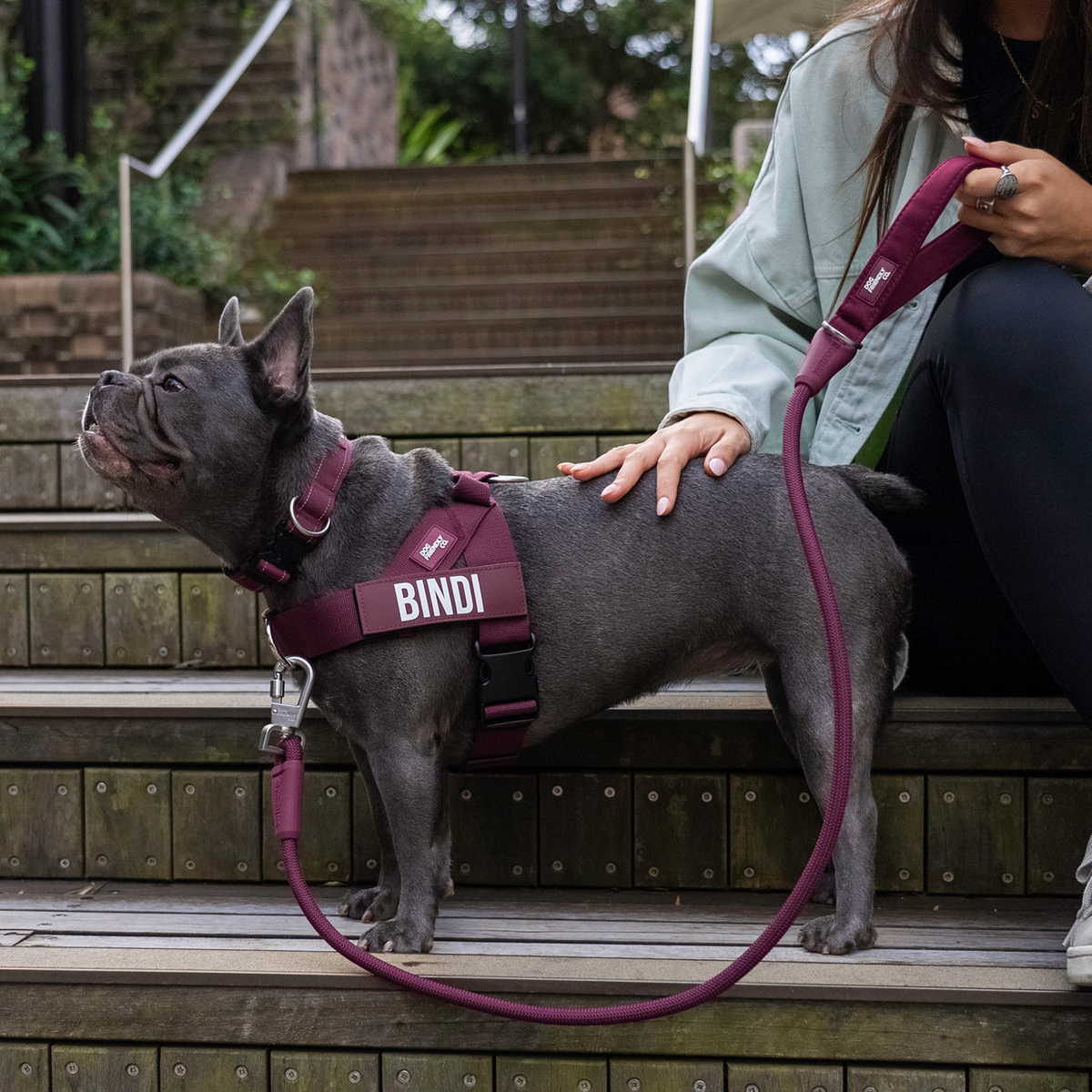 Dog wearing burgundy ultimate-no-pull bundle while outdoor