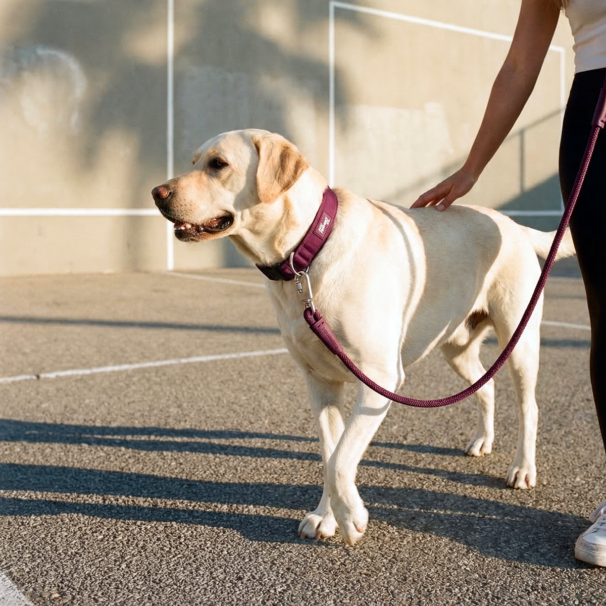 Dog wearing burgundy ultimate-no-pull bundle while outdoor