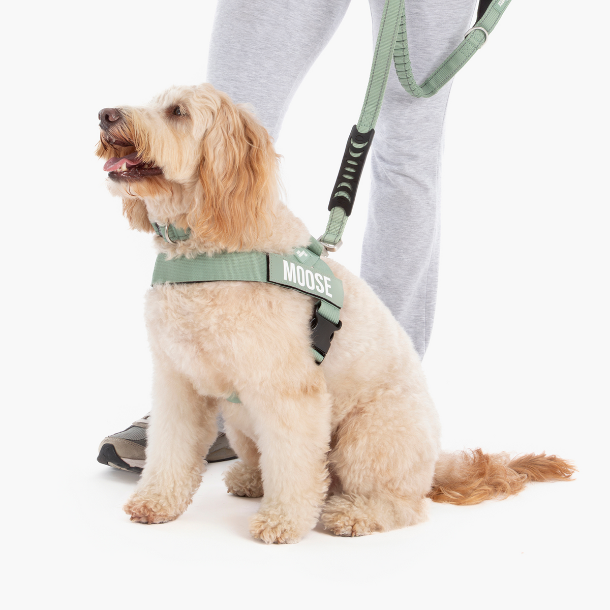 Dog wearing khaki ultimate-no-pull bundle